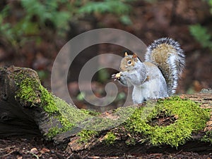 Grey Squirrel Eating Peanut on Moss Covered Log