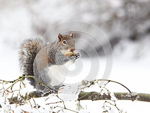 Grey Squirrel Eating Peanut on Snowy branch