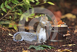 Grey Squirrel Eating Peanut from Wood Bucket
