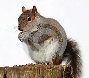 Grey Squirrel eating peanuts