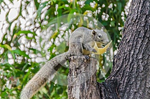 Grey Squirrel eating piece of fruit on the tree