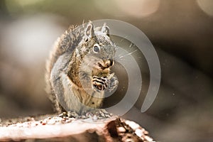 Grey Squirrel Eating Pine Cone