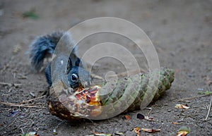 Grey squirrel eating pinecone in Yosemite National Park