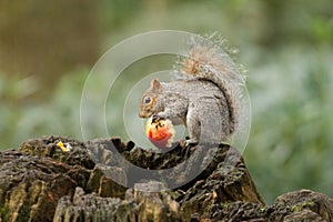 Grey squirrel eating a red apple with bushy tail