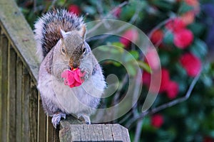 Grey Squirrel eating a red camelia flower on a wooden fence photo