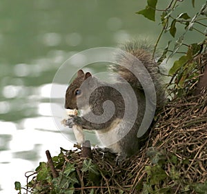 Grey squirrel eating by a river