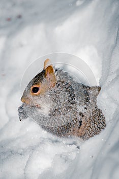 Grey squirrel eating in the snow