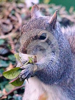 Grey Squirrel eating a tree shoot photo