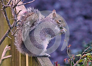 Grey Squirrel eating a tree shoot on a wooden fence photo