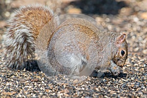 Grey squirrel eating under the sun in late winter at the Wood Lake Nature Center in Minnesota