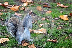 A Grey Squirrel in Fall