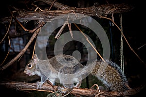 Grey squirrel on feeder