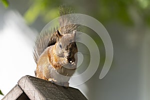 Grey Squirrel on the feeder. Cute furry squirrel eating a nut