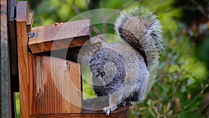 Grey squirrel feeding on peanuts from box in garden.
