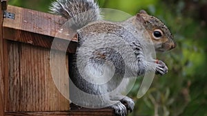 Grey squirrel feeding on peanuts from box in garden.