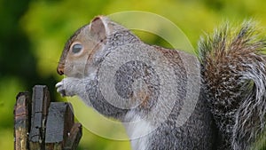 Grey squirrel feeding on peanuts in urban house garden.