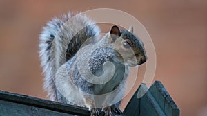 Grey squirrel feeding in urban house garden