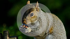 Grey squirrel feeding in urban house garden from peanut box.