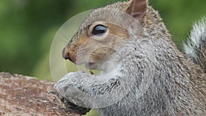 Grey squirrel feeding in urban house garden from peanut box.