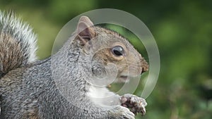 Grey squirrel feeding in urban house garden from peanut box.