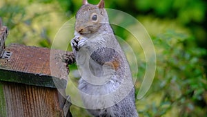 Grey squirrel feeding in urban house garden from peanut box.