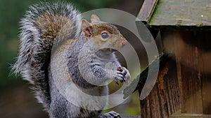 Grey squirrel feeding in urban house garden from peanut box.