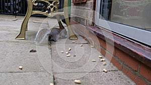 Grey squirrel feeding in urban house garden and taking nuts to store for winter