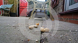 Grey squirrel feeding in urban house garden and taking nuts to store for winter