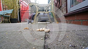 Grey squirrel feeding in urban house garden and taking nuts to store for winter