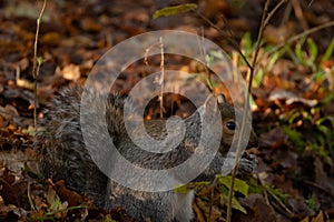 Grey Squirrel feeding in the woods