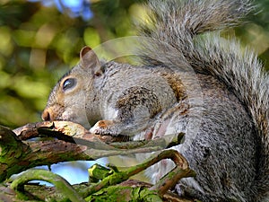 Grey squirrel in fir tree. UK.