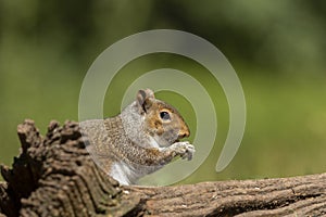 Grey Squirrel - Florest of Dean UK photo
