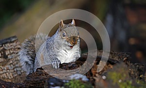 Grey squirrel foraging for food in the woods