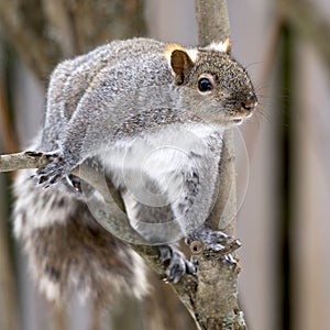 Grey Squirrel in full winter coat