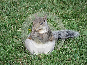 Grey Squirrel