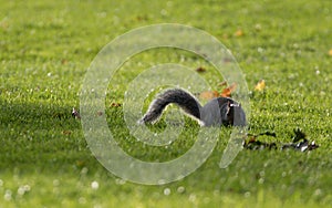 Grey Squirrel in a grass clearing