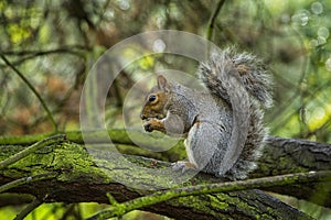 Grey Squirrel