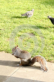 Grey Squirrel on grass with one nut in hands-2