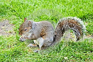 Grey Squirrel on grass with one nut in hands-4