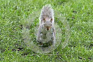 Grey squirrel on the green portrait look at you