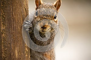 Grey Squirrel looking straight forward