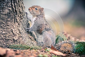 Grey squirrel