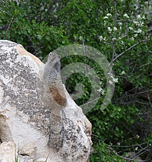 Grey Squirrel