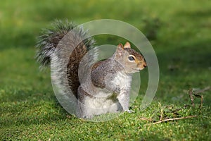 Grey Squirrel, Grey Squirrel. Sciurus carolinensis, sitting on the groun