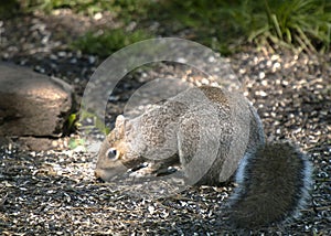 Grey Squirrel on Ground