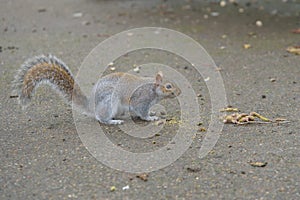 Grey Squirrel on the ground facing right