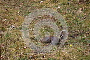 Grey squirrel on the ground feeding