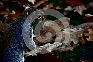 A grey squirrel on the ground