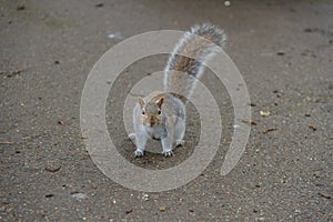 Grey Squirrel on the ground looking at camera