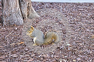 Grey Squirrel on ground with a nut in hands in San Jose